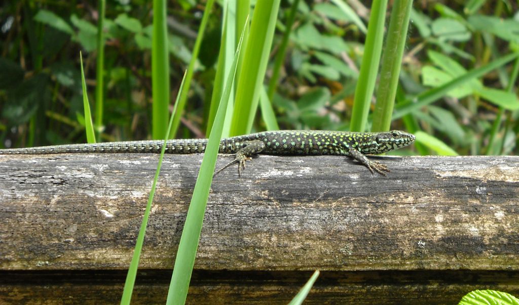 Podarcis muralis?